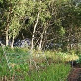 Food Garden at Lokal